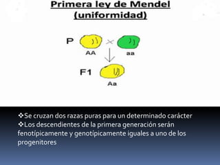 Se cruzan dos razas puras para un determinado carácter