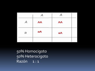 Diferentes rasgos son heredados independientemente uno de otro.