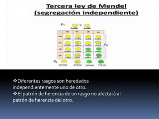 El patrón de herencia de un rasgo no afectará al patrón de herencia del otro.