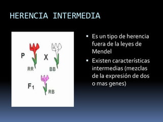 CODOMINANCIACuando 2 alelos diferentes para una característica se expresan al mismo tiempo en diferentes zonas.Los alelos se simbolizan con una C y un superíndice.CR CB