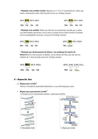 - Mutação com sentido errado: Mutação no 1º, 2º ou 3º nucleotídeo do códon, que
       muda o aminoácido criado, além de pode causar um fenótipo mutante.


       AUG GUA GCA GGA                                             AUG GAA GCA GGA

       Met Val       Ala       Gli                                  Met      Glu        Ala Gli

       - Mutação sem sentido: Muda um códon de um aminoácido, fazendo que a cadeia
       seja interrompida, decorrente a troca causar a criação de um códon terminal, formando
       assim um polipeptídio truncado, com possível fenótipo mutante.


       AUG GAA GCA GGA                                            AUG UAA GCA GGA

       Met    Glu    Ala       Gli                                 Met STOP


       - Mutação por deslocamento de leitura (ou mudança de matriz de
       leitura):Ocorre uma inserção ou deleção de um número de bases que não seja um
       múltiplo de 3, além de pode causar um fenótipo mutante.



       AUG GAA GCA GGA                                             AUG AAG CAG GA...

       Met     Glu     Ala      Gli                                 Met Lis          Gln...



5° - Reparo Do Dna

   a) Reparo por excisão1
      -Ocorre a retirada do nucleotídeo danificado e a sua substituição por outro.

   •   Reparo por pareamento errado2
       - Correção de erros introduzidos durante a replicação do DNA.




       2 - Pareamento errado                                   1 – Reparo por excisão
 