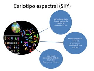 Cariotipo espectral (SKY)
SKY: enfoque de la
fluorescencia en la
técnica de
hibridación in situ

Permite visualizar
todos los
cromosomas
humanos de una
sola vez

cada par de
cromosomas pintados
en un color
fluorescente diferente

 