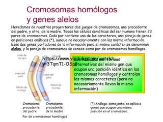 Cromosomas homólogos 
y genes alelos 
Heredamos de nuestros progenitores dos juegos de cromosomas, uno procedente 
del padre, y otro, de la madre. Todas las células somáticas del ser humano tienen 23 
pares de cromosomas. Cada par contiene uno de los caracteres, una pareja de genes 
en posiciones análogas (*), aunque no necesariamente con las misma información. 
Esos dos genes portadores de la información para el mismo carácter se denominan 
alelos, y la pareja de cromosomas se conoce como par de cromosomas homólogos. 
Cromosoma 
procedente 
del padre 
https://www.youtube.com/watch? 
v=3TqmT1-OSp8 
Cromosoma 
procedente 
de la madre 
Par de cromosomas homólogos 
Los ALELOS son formas 
alternativas del mismo gen que 
ocupan una posición idéntica en los 
cromosomas homólogos y controlan 
los mismos caracteres (pero no 
necesariamente llevan la misma 
información) 
(*) Análoga: semejante; se aplica a 
genes que ocupan una misma 
posición en el cromosoma. 
 