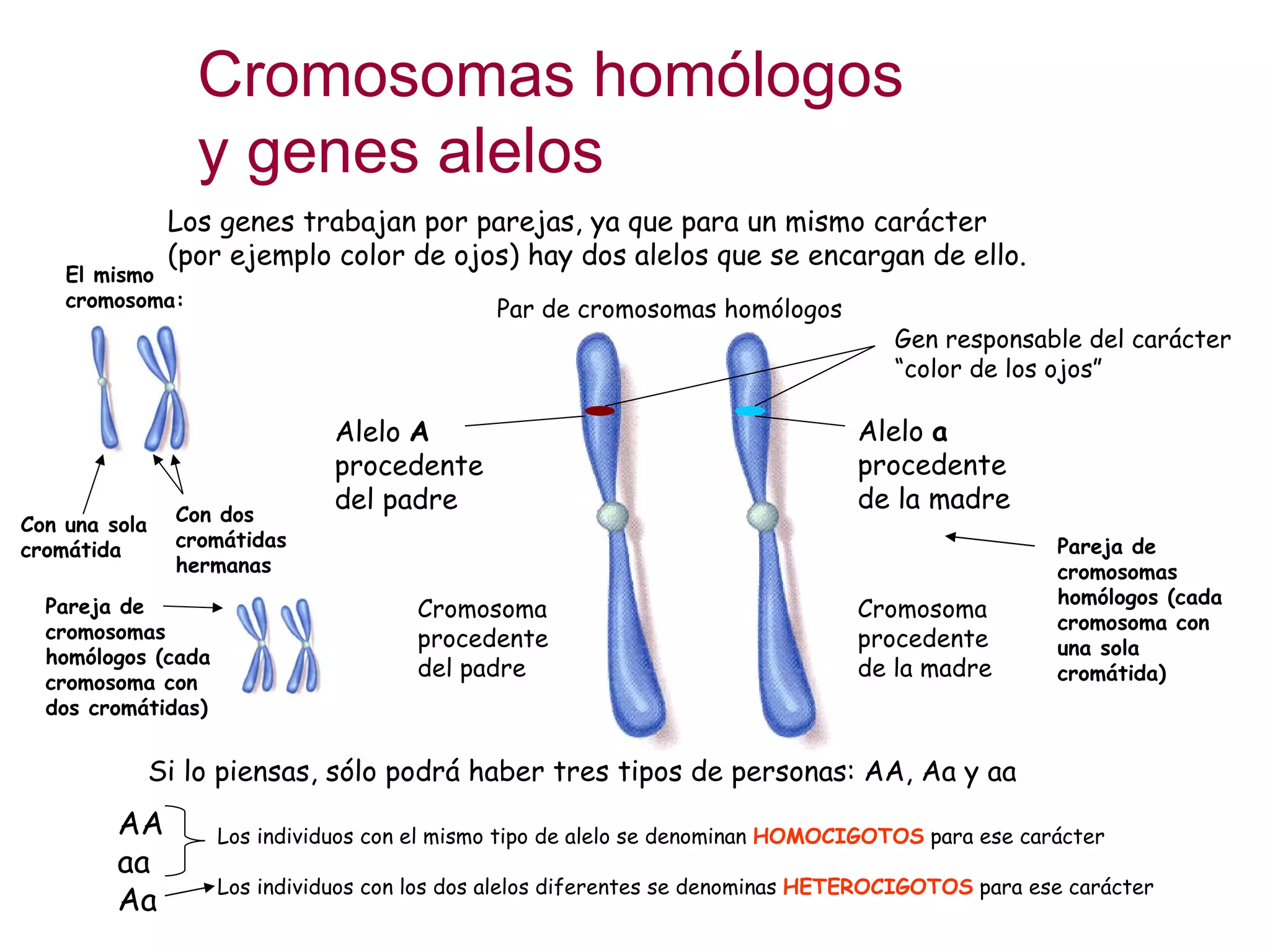 Cromosomas homólogos y genes alelos Los genes trabajan por parejas, ya que para un mismo carácter (por ejemplo color de ojos) hay dos alelos que se encargan de ello. Alelo  A  procedente del padre Alelo  a  procedente de la madre Cromosoma procedente del padre Cromosoma procedente de la madre Par de cromosomas homólogos Gen responsable del carácter “color de los ojos” Si lo piensas, sólo podrá haber tres tipos de personas: AA, Aa y aa AA aa Aa Los individuos con el mismo tipo de alelo se denominan  HOMOCIGOTOS  para ese carácter Los individuos con los dos alelos diferentes se denominas  HETEROCIGOTOS  para ese carácter El mismo cromosoma: Con una sola cromátida Con dos cromátidas hermanas Pareja de cromosomas homólogos (cada cromosoma con dos cromátidas) Pareja de cromosomas homólogos (cada cromosoma con una sola cromátida) 