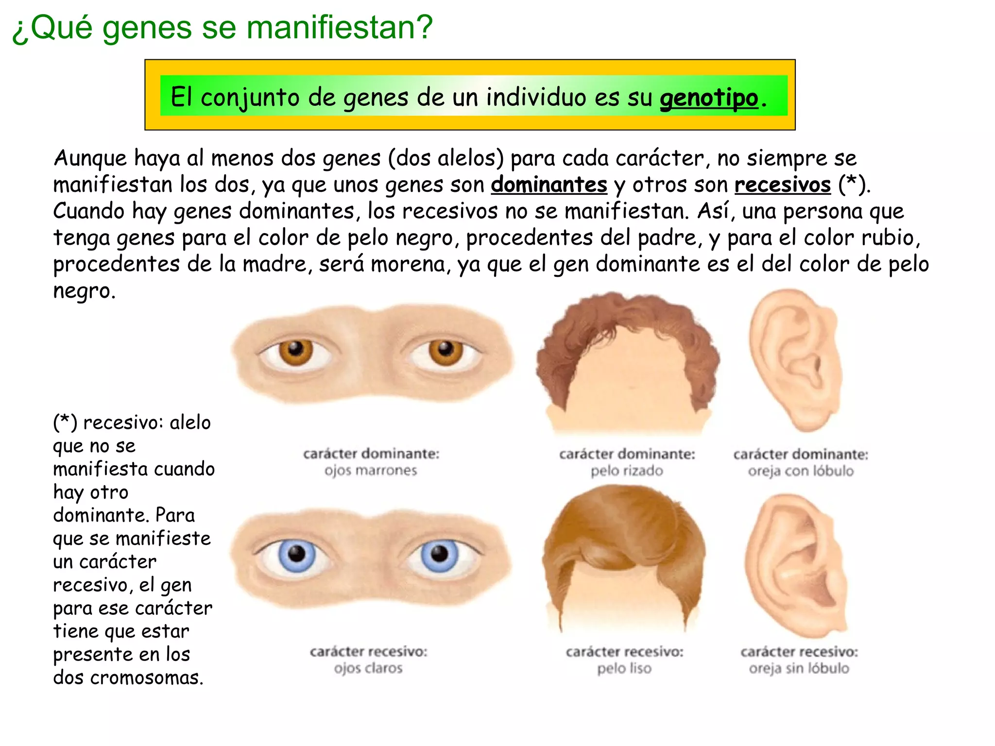 ¿Qué genes se manifiestan? El conjunto de genes de un individuo es su  genotipo . Aunque haya al menos dos genes (dos alelos) para cada carácter, no siempre se manifiestan los dos, ya que unos genes son  dominantes  y otros son  recesivos  (*). Cuando hay genes dominantes, los recesivos no se manifiestan. Así, una persona que tenga genes para el color de pelo negro, procedentes del padre, y para el color rubio, procedentes de la madre, será morena, ya que el gen dominante es el del color de pelo negro. (*) recesivo: alelo que no se manifiesta cuando hay otro dominante. Para que se manifieste un carácter recesivo, el gen para ese carácter tiene que estar presente en los dos cromosomas.  