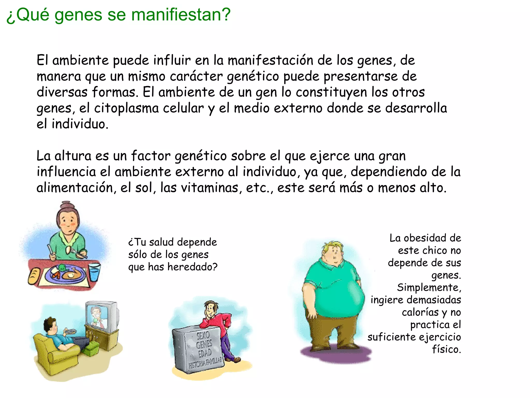¿Qué genes se manifiestan? El ambiente puede influir en la manifestación de los genes, de manera que un mismo carácter genético puede presentarse de diversas formas. El ambiente de un gen lo constituyen los otros genes, el citoplasma celular y el medio externo donde se desarrolla el individuo. La altura es un factor genético sobre el que ejerce una gran influencia el ambiente externo al individuo, ya que, dependiendo de la alimentación, el sol, las vitaminas, etc., este será más o menos alto. La obesidad de este chico no depende de sus genes. Simplemente, ingiere demasiadas calorías y no practica el suficiente ejercicio físico. ¿Tu salud depende sólo de los genes que has heredado? 