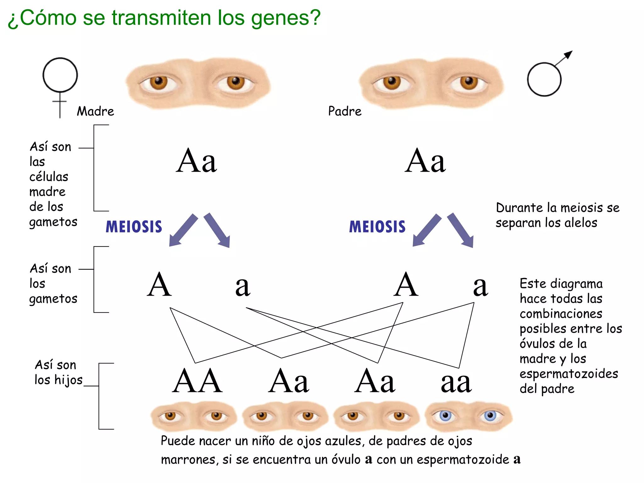 ¿Cómo se transmiten los genes? MEIOSIS MEIOSIS Madre  Padre Así son los gametos Así son las células madre de los gametos Aa  Aa A  a  A  a AA  Aa  Aa  aa Durante la meiosis se separan los alelos Así son los hijos Este diagrama hace todas las combinaciones posibles entre los óvulos de la madre y los espermatozoides del padre Puede nacer un niño de ojos azules, de padres de ojos marrones, si se encuentra un óvulo  a  con un espermatozoide  a 