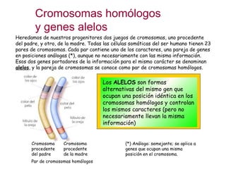 Cromosomas homólogos y genes alelos Heredamos de nuestros progenitores dos juegos de cromosomas, uno procedente del padre,...