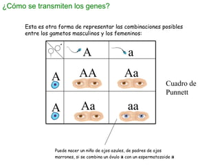 ¿Cómo se transmiten los genes? Puede nacer un niño de ojos azules, de padres de ojos marrones, si se combina un óvulo  a  ...
