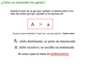 ¿Cómo se transmiten los genes? A:  alelo dominante; se pone en mayúscula a:  alelo recesivo; se escribe en minúscula A  > ...