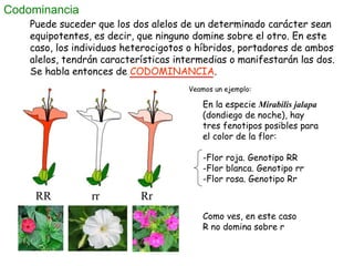 Codominancia Como ves, en este caso R no domina sobre r Veamos un ejemplo: RR   rr  Rr Puede suceder que los dos alelos de...