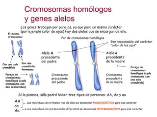 Cromosomas homólogos y genes alelos Los genes trabajan por parejas, ya que para un mismo carácter (por ejemplo color de oj...