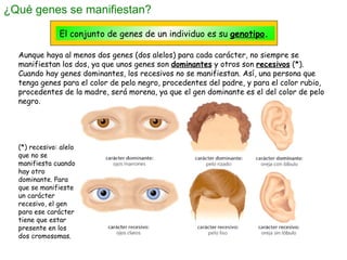 ¿Qué genes se manifiestan? El conjunto de genes de un individuo es su  genotipo . Aunque haya al menos dos genes (dos alel...