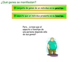 ¿Qué genes se manifiestan? El conjunto de genes de un individuo es su  genotipo . El aspecto que un individuo presenta es ...