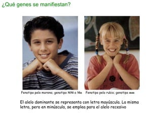 ¿Qué genes se manifiestan? Fenotipo pelo moreno; genotipo  MM  o  Mn   Fenotipo pelo rubio; genotipo  mm El alelo dominant...