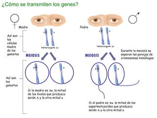 ¿Cómo se transmiten los genes? MEIOSIS MEIOSIS Madre  Padre Si la madre es  Aa , la mitad de los óvulos que produzca serán...