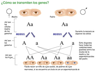 ¿Cómo se transmiten los genes? MEIOSIS MEIOSIS Madre  Padre Así son los gametos Así son las células madre de los gametos A...