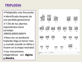 Poliploidia mas frecuente.
Identificada después de
una perdida gestacional
7.5% de los abortos
espontáneos tiene
cariotipo
:69XXX,69XXY,69XYY.
Rara vez un producto
triploide llega al tercer mes
,y cuando sucede se obita o
muere en la etapa neonatal
Los mecanismos
citogenéticos son diginia
y diandra.
 
