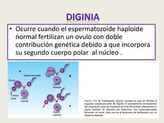 • Ocurre cuando el espermatozoide haploide
normal fertilizan un ovulo con doble
contribución genética debido a que incorpora
su segundo cuerpo polar al núcleo .
 