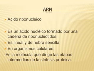 ARN	Ácido ribonucleicoEs un ácido nucléico formado por una cadena de ribonucleótidos.Es lineal y de hebra sencilla.En organismos celulares:-Es la molécula que dirige las etapas intermedias de la síntesis proteica.