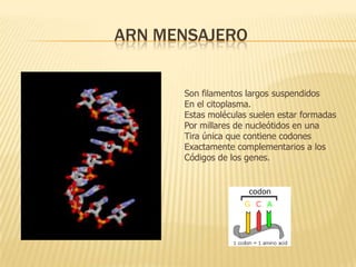 ARN mensajeroSon filamentos largos suspendidosEn el citoplasma.Estas moléculas suelen estar formadasPor millares de nucleótidos en unaTira única que contiene codones Exactamente complementarios a losCódigos de los genes.