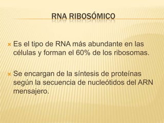 RNA ribosómicoEs el tipo de RNA más abundante en las células y forman el 60% de los ribosomas.Se encargan de la síntesis de proteínas según la secuencia de nucleótidos del ARN mensajero.