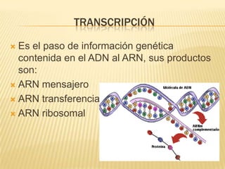 transcripciónEs el paso de información genética contenida en el ADN al ARN, sus productos son:ARN mensajeroARN transferenciaARN ribosomal