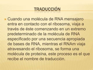 traducciónCuando una molécula de RNA mensajero entra en contacto con el ribosoma, viaja a través de éste comenzando en un extremo predeterminado de la molécula de RNA especificado por una secuencia apropiada de bases de RNA, mientras el RNAm viaja atravesando el ribosoma, se forma una molécula de proteína, este proceso es el que recibe el nombre de traducción.