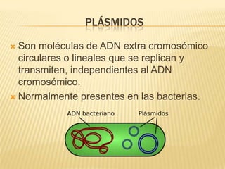 Plásmidos Son moléculas de ADN extra cromosómico circulares o lineales que se replican y transmiten, independientes al ADN cromosómico.Normalmente presentes en las bacterias.