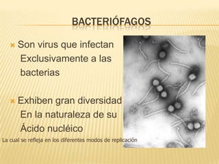 Bacteriófagos Son virus que infectan    Exclusivamente a las    bacteriasExhiben gran diversidad    En la naturaleza de su    Ácido nucléicoLa cual se refleja en los diferentes modos de replicación