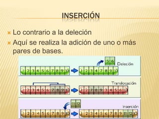 inserciónLo contrario a la deleciónAquí se realiza la adición de uno o más pares de bases.