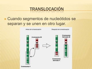 translocaciónCuando segmentos de nucleótidos se separan y se unen en otro lugar.