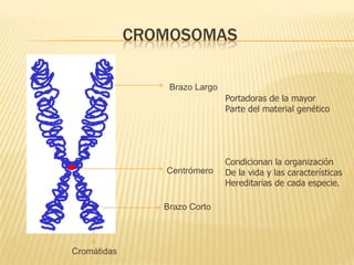 CROMOSOMASBrazo LargoPortadoras de la mayorParte del material genéticoCondicionan la organizaciónDe la vida y las característicasHereditarias de cada especie.Centrómero Brazo CortoCromátidas