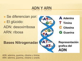 Adn y arnSe diferencian por:El glúcido:ADN: desoxirribosaARN: ribosaBases NitrogenadasADN: adenina, guanina, citosina y timina.ARN: adenina, guanina, citosina y uracilo.