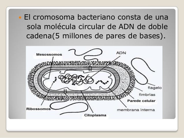Genetica bacteriana