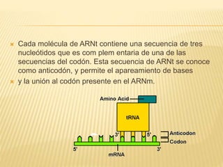  Cada molécula de ARNt contiene una secuencia de tres
nucleótidos que es com plem entaria de una de las
secuencias del codón. Esta secuencia de ARNt se conoce
como anticodón, y permite el apareamiento de bases
 y la unión al codón presente en el ARNm.
 