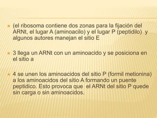 (el ribosoma contiene dos zonas para la fijación del
ARNt, el lugar A (aminoacilo) y el lugar P (peptidilo) y
algunos autores manejan el sitio E
 3 llega un ARNt con un aminoacido y se posiciona en
el sitio a
 4 se unen los aminoacidos del sitio P (formil metionina)
a los aminoacidos del sitio A formando un puente
peptidico. Esto provoca que el ARNt del sitio P quede
sin carga o sin aminoacidos.
 
