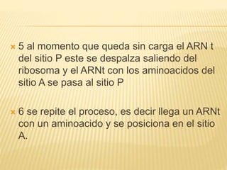  5 al momento que queda sin carga el ARN t
del sitio P este se despalza saliendo del
ribosoma y el ARNt con los aminoacidos del
sitio A se pasa al sitio P
 6 se repite el proceso, es decir llega un ARNt
con un aminoacido y se posiciona en el sitio
A.
 