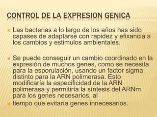 CONTROL DE LA EXPRESION GENICA
 Las bacterias a lo largo de los años has sido
capases de adaptarse con rapidez y efixancia a
los cambios y estimulos ambientales.
 Se puede conseguir un cambio coordinado en la
expresión de muchos genes, como se necesita
para la esporulación, usando un factor sigma
distinto para la ARN polimerasa. Esto
modificaría la especificidad de la ARN
polimerasa y permitiría la síntesis del ARNm
para los genes necesarios, al
 tiempo que evitaría genes innecesarios.
 