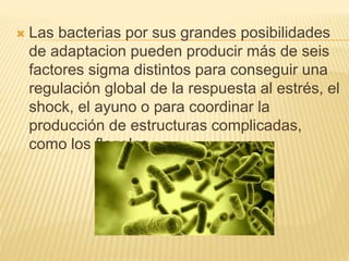  Las bacterias por sus grandes posibilidades
de adaptacion pueden producir más de seis
factores sigma distintos para conseguir una
regulación global de la respuesta al estrés, el
shock, el ayuno o para coordinar la
producción de estructuras complicadas,
como los flagelos.
 