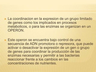  La coordinacion en la expresion de un grupo limitado
de genes como los implicados en procesos
metabolicos, o para las enzimas se organizan en un
OPERON.
 Este operon se encuentra bajo control de una
secuencia de ADN promotora o represora, que puede
activar o desactivar la expresión de un gen o grupo
de genes para coordinar la producción de las
enzimas necesarias y permitir a las bacterias
reaccionar frente a los cambios en las
concentraciones de nutrientes.
 