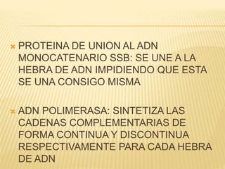  PROTEINA DE UNION AL ADN
MONOCATENARIO SSB: SE UNE A LA
HEBRA DE ADN IMPIDIENDO QUE ESTA
SE UNA CONSIGO MISMA
 ADN POLIMERASA: SINTETIZA LAS
CADENAS COMPLEMENTARIAS DE
FORMA CONTINUA Y DISCONTINUA
RESPECTIVAMENTE PARA CADA HEBRA
DE ADN
 
