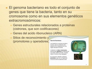  El genoma bacteriano es todo el conjunto de
genes que tiene la bacteria, tanto en su
cromosoma como en sus elementos genéticos
extracromosómicos:
 Genes estructurales relacionados a proteinas
(cistrones, que son codificacores)
 Genes del acido ribonucleico (ARN)
 Sitios de reconocimiento y union de otras moleculas
(promotores y operadores).
 
