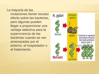 La mayoría de las
mutaciones tienen escaso
efecto sobre las bacterias,
pero algunas pueden
llegar a proporcionar una
ventaja selectiva para la
supervivencia de las
bacterias cuando se ven
amenazadas por el
entorno, el hospedador o
el tratamiento.
 
