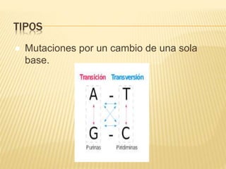 TIPOS
● Mutaciones por un cambio de una sola
base.
 