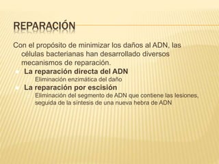 REPARACIÓN
Con el propósito de minimizar los daños al ADN, las
células bacterianas han desarrollado diversos
mecanismos de reparación.
● La reparación directa del ADN
o Eliminación enzimática del daño
● La reparación por escisión
o Eliminación del segmento de ADN que contiene las lesiones,
seguida de la síntesis de una nueva hebra de ADN
 