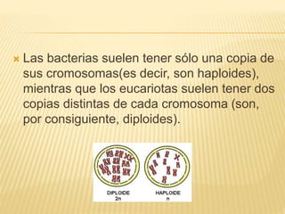  Las bacterias suelen tener sólo una copia de
sus cromosomas(es decir, son haploides),
mientras que los eucariotas suelen tener dos
copias distintas de cada cromosoma (son,
por consiguiente, diploides).
 