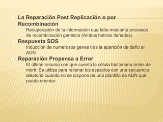 ● La Reparación Post Replicación o por
Recombinación
o Recuperación de la información que falta mediante procesos
de recombinación genética (Ambas hebras dañadas)
● Respuesta SOS
o Inducción de numerosos genes tras la aparición de daño al
ADN
● Reparación Propensa a Error
o El último recurso con que cuenta la célula bacteriana antes de
morir. Se utiliza para rellenar los espacios con una secuencia
aleatoria cuando no se dispone de una plantilla de ADN que
pueda orientar.
 