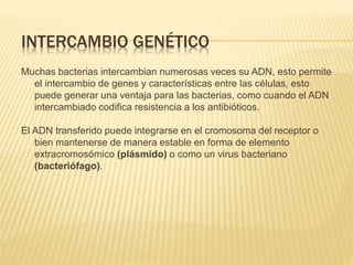 INTERCAMBIO GENÉTICO
Muchas bacterias intercambian numerosas veces su ADN, esto permite
el intercambio de genes y características entre las células, esto
puede generar una ventaja para las bacterias, como cuando el ADN
intercambiado codifica resistencia a los antibióticos.
El ADN transferido puede integrarse en el cromosoma del receptor o
bien mantenerse de manera estable en forma de elemento
extracromosómico (plásmido) o como un virus bacteriano
(bacteriófago).
 
