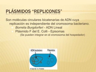 PLÁSMIDOS “REPLICONES”
Son moléculas circulares bicatenarias de ADN cuya
replicación es independiente del cromosoma bacteriano.
● Borrelia Burgdorferi - ADN Lineal
● Plásmido F del E. Colli - Episomas
o (Se pueden integrar en el cromosoma del hospedador)
 
